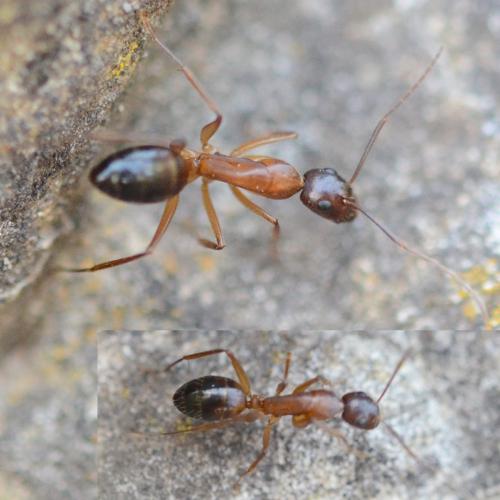 Camponotus pilicornis